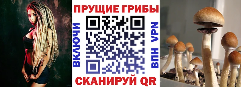 Псилоцибиновые грибы Cubensis  Рыбное 